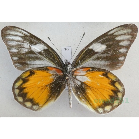 Delias zebuda Hewitson, 1862 male reverse Indonesia, Sulawesi30